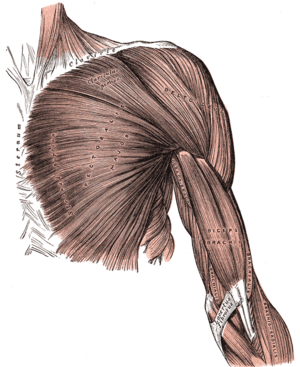 Spieren op de bovenkant van de borst en de voorkant van de arm  