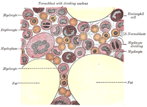 Ilustração das células da medula óssea da Anatomia de Gray