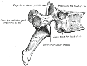 Un diagramma di una vertebra toracica. Notate le articolazioni per le costole