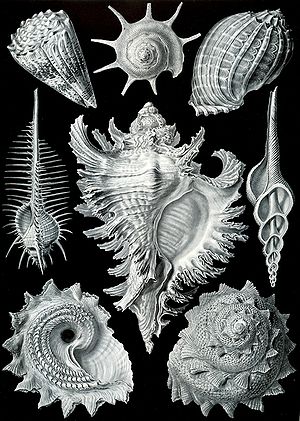 La lámina 53 de la obra Kunstformen der Natur (1904) de Ernst Haeckel, que muestra organismos clasificados como Prosobranchia (ahora se sabe que son polifiléticos).  