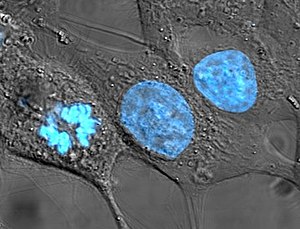 Cellen in weefselkweek gekleurd voor DNA met de blauwe Hoechst-kleurstof. De middelste en rechter cellen zijn in interfase, dus hun hele kern is gelabeld. Links gaat een cel door mitose en is het DNA gecondenseerd, klaar voor de deling...