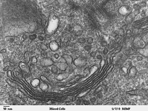 Golgi aparāta elektronmikrogrāfija: pusapaļu melnu gredzenu kaudze pie apakšas. Pie organelēm redzami daudzi apaļi pūslīši.