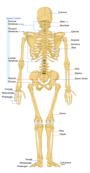 Een skelet van de achterkant