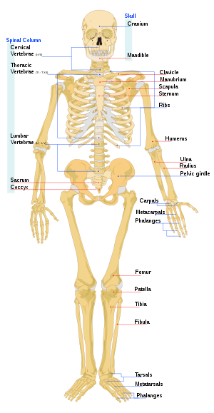 Het skelet van een vrouw met de wetenschappelijke namen van de botten