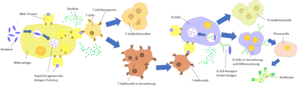 Schematic sequence of the humoral immune response