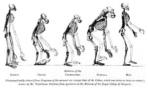 Toont overeenkomsten tussen apen en de mens. Het skelet van de mens staat rechts. De figuren zijn op schaal getekend, maar de gibbon, links, is op dubbele grootte getekend.  