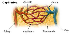 Il sangue scorre dal cuore alle arterie, che si restringono in arteriole e poi si restringono ancora di più in capillari. Dopo che il tessuto è stato perfuso, i capillari si allargano per diventare venule e poi si allargano ancora di più per diventare vene, che restituiscono il sangue al cuore.