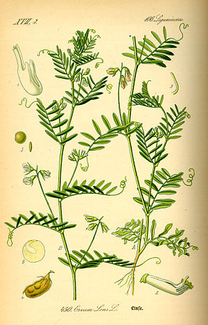 Illustration av linsväxten, 1885  