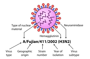 Kaavio influenssan nimikkeistöstä.