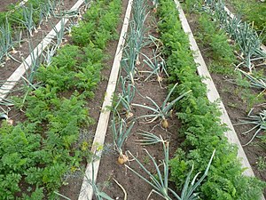 把胡萝卜和洋葱种在一起是同伴种植的一个例子。