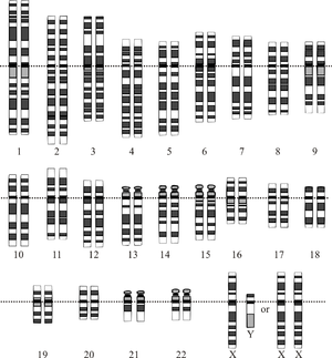 Grafische voorstelling van het geïdealiseerde menselijke karyotype, met de organisatie van het genoom in chromosomen. Deze tekening toont zowel de vrouwelijke (XX) als de mannelijke (XY) versie van het 23e chromosomenpaar.