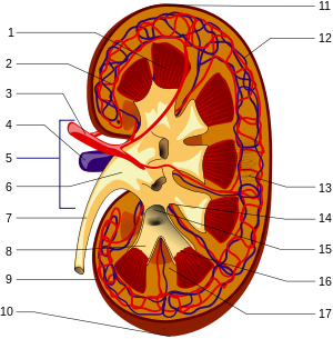 Schematic of the macroscopic structure of the kidney: 1. Renal medulla with medullary cones (pyramides renales) 2. Vas afferens3 . Renal artery (Arteria renalis) 4. Renal vein (Vena renalis) 5. Hilum renale6 . Renal pelvis   (Pelvis renalis) 7. ureter (Ureter) 8. renal calices (Calices minores renales) 9. renal capsule (Capsula fibrosa renalis) 10. lower renal pole (Extremitas inferior) 11. upper renal pole (Extremitas superior) 12. vas efferens13 . Nephron14 . Renal sinus (sinus renalis) 15. Major renal calices (calices majores renales) 16. Medullary cone tips (papillae renales) 17. Column of Bertin (columna renalis)