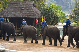 elefanttåg  