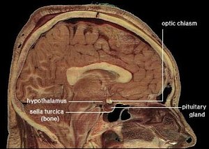 Lage von Hypophyse und Hypothalamus