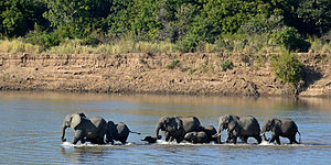 O elefante africano, Loxodonta africana, no Parque Nacional de Luanga, Zâmbia