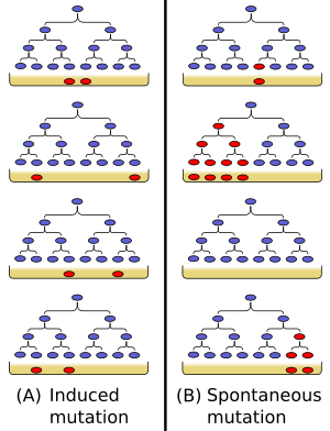 Las dos posibilidades puestas a prueba por el experimento Luria-Delbrück. (A) Si las mutaciones son inducidas por el medio, se espera que aparezca aproximadamente el mismo número de mutantes en cada placa. (B) Si las mutaciones surgen espontáneamente durante las divisiones celulares previas al chapado, cada placa tendrá un número muy variable de mutantes.