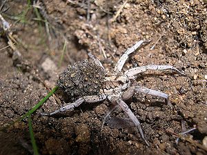 Tarantula Lycosa, prekrita z mladiči.