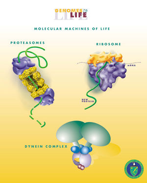 Některé biologické molekulární stroje  