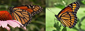 Η πεταλούδα στα αριστερά είναι μονάρχης. Η πεταλούδα στα δεξιά είναι αντιβασιλέας. Μοιάζουν πολύ μεταξύ τους. Αυτό είναι ένα παράδειγμα μιμητισμού του Μύλλερ.