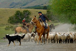 Gauchos pastoreando ovejas en la Patagonia  