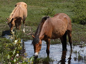 New Forest pony's