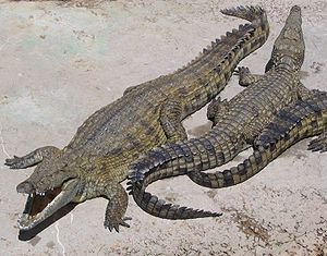Krokodýli nilští