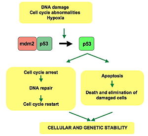 p53 pathway : In een normale cel wordt p53 geïnactiveerd door zijn negatieve regulator, mdm2. Wanneer het DNA beschadigd is, wordt het gen geactiveerd. Eenmaal geactiveerd, stopt p53 de celdelingscyclus. Ofwel wordt de cel hersteld, ofwel treedt apoptose op. Hoe p53 deze keuze maakt is niet bekend