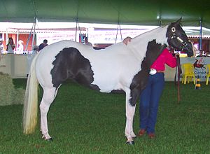 Un caballo Tobiano Pinto.  