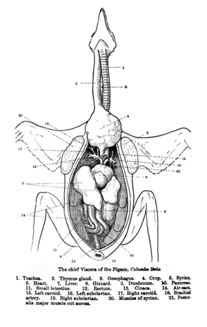 Il ventriglio (serie 8) di un piccione, visto a destra del duodeno tra le gambe.