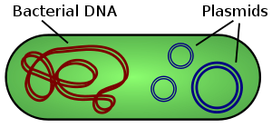 Joonis 1 : Plasmiidiga ümbritsetud bakteri illustratsioon, millel on kujutatud kromosomaalne DNA ja plasmiidid.
