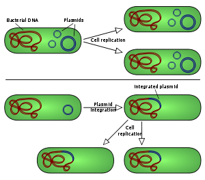 Il existe deux types d'intégration plasmidique dans une bactérie hôte : Les plasmides non intégrateurs se répliquent comme dans l'instance supérieure, tandis que les épisomes, l'exemple inférieur, s'intègrent dans le chromosome hôte.
