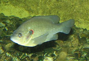 A Redear Sunfish (Lepomis microlophus)