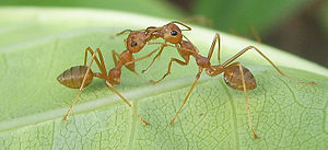 Trophallaxis u mrówki tkaczki Oecophylla smaragdina, Tajlandia.