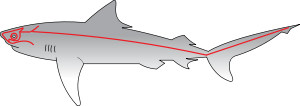 Sānu līnijas maņu orgāns, kas šajā gadījumā parādīts haizivij.