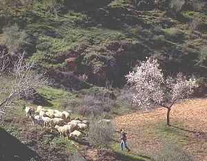 Pasterz doglądający owiec w górach z drzewami oliwnymi.