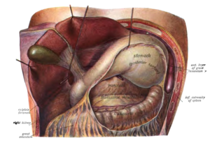 Here the large mesh between the stomach and the transverse colon has been cut and the stomach lifted so that its back and the pancreas behind it can be seen