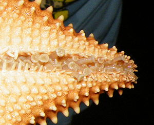 Primer plano de las patas tubulares de una estrella de mar viva