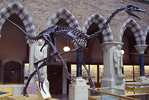 Struthiomimus , Oxfordin yliopiston luonnontieteellinen museo  