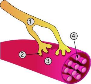 Schéma d'une cellule musculaire et de la jonction neuromusculaire   1. Axon 2. Jonction neuromusculaire 3. Fibre musculaire (myocyte) 4. Myofibrille