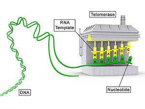 Schemat koncepcyjny przedstawiający składową białkową telomerazy (TERT) w kolorze szarym i składową RNA (TR) w kolorze żółtym