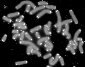 Menselijke chromosomen (grijs) afgedekt door telomeren (wit)