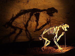 Skelett av Marsupial Lion i Naracoorte Caves, South Australia.  