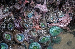 Dentro de una piscina de mareas en Santa Cruz, California, mostrando estrellas de mar, anémonas de mar y esponjas de mar.  
