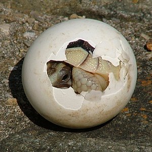 Hatching turtle