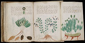 O manuscrito de Voynich, escrito em vellum