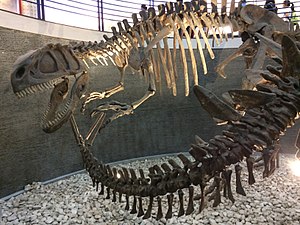 Scheletri montati di Yangchuanosaurus e Tuojiangosaurus