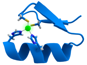 Representación tridimensional de una molécula de dedo de zinc. Los dedos de zinc están marcados en azul y el ion de zinc en verde.