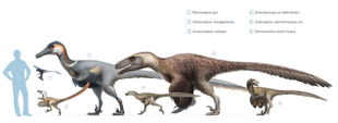 Comparação de tamanho de muitos dromaeosauros, uma família de dinossauros totalmente emplumados que inclui tanto Velociraptor quanto Deinonychus.
