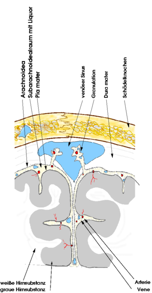 Schematic of the meninges (size ratios not shown proportionally!)