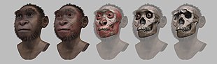Turkana boy - passos da reconstrução/aproximação facial forense